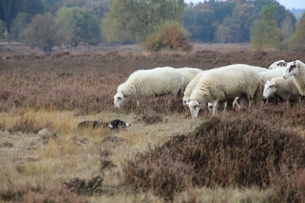 Ermelo uit eten