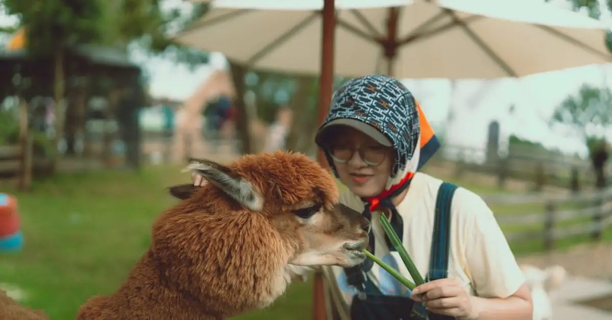 Eten met alpaca’s