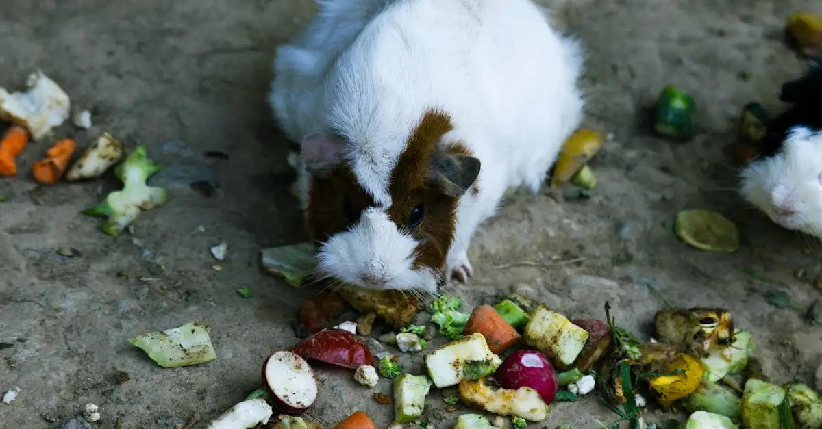 Eten voor cavia