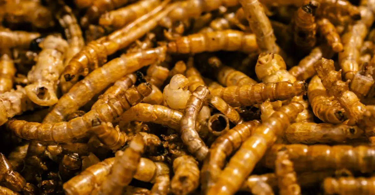 Eten van insecten