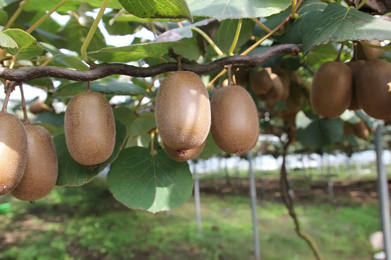 Kiwi schil eten: is het veilig en gezond?