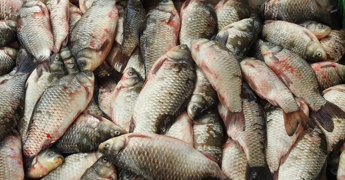 Karper eten: Alles wat je moet weten over smaak en bereiding.
