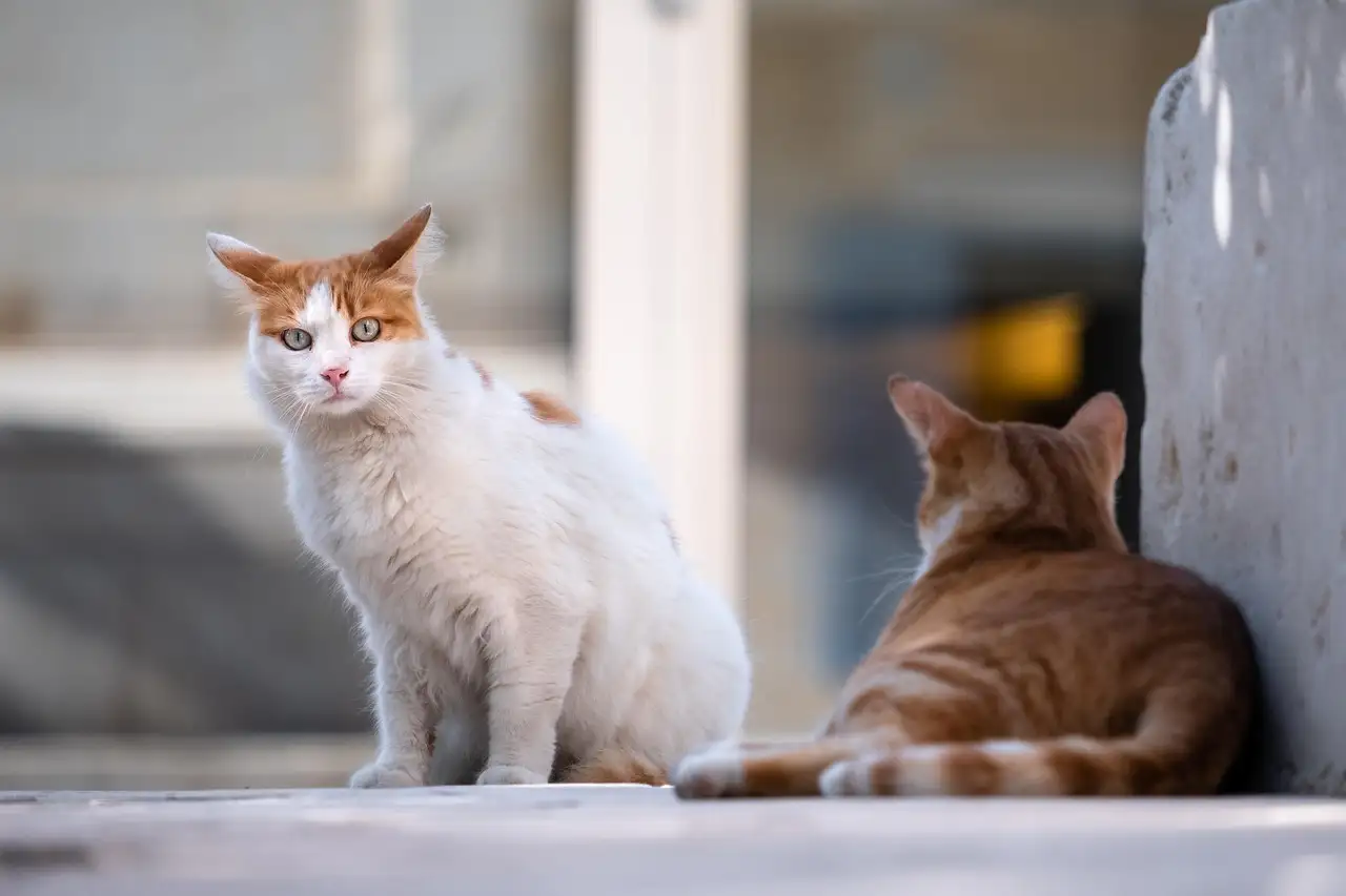 Wat mogen katten eten en wat niet