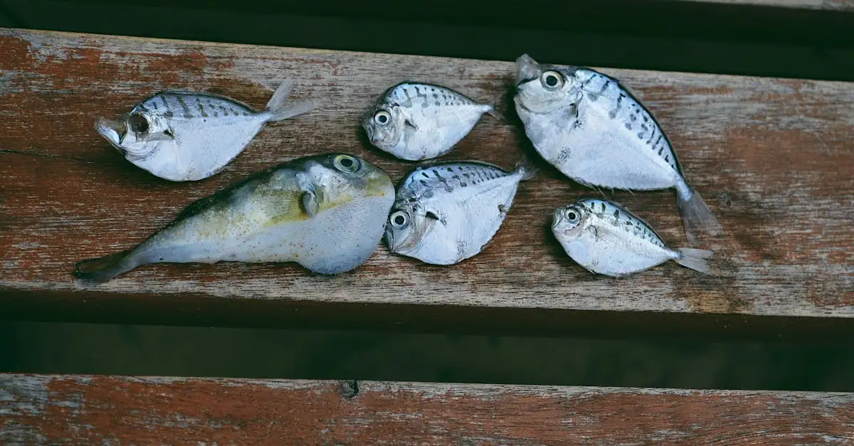 Kogelvis eten