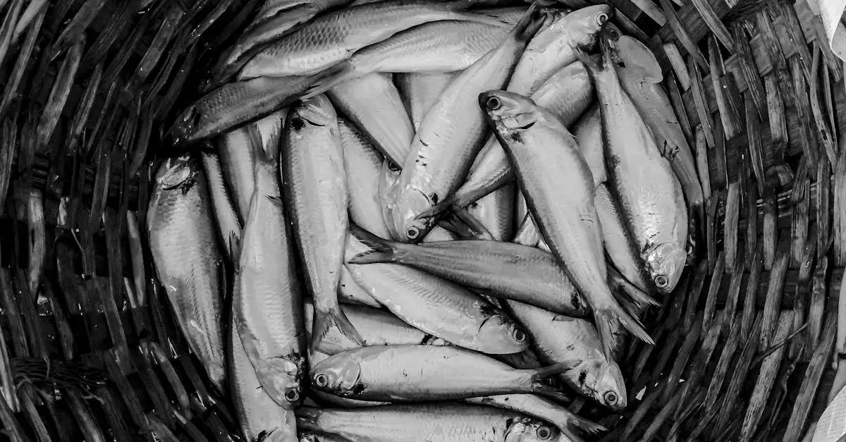 Scheveningen vis eten
