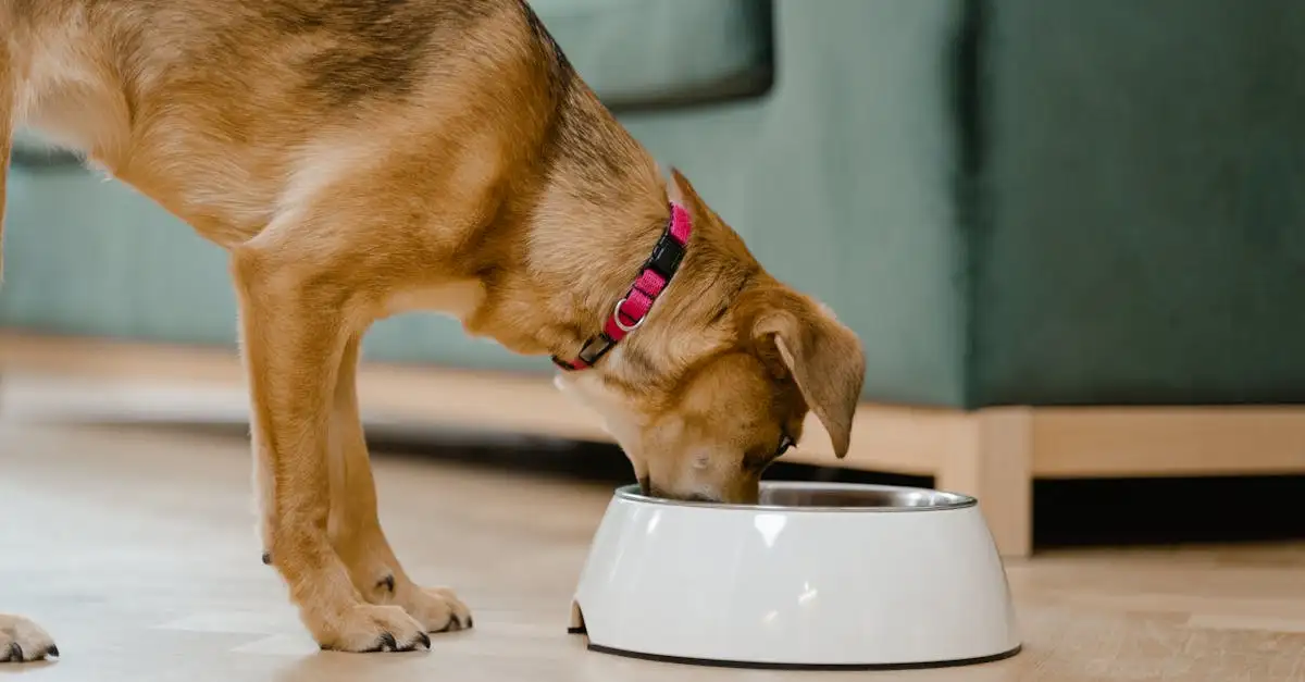 Gezond en licht verteerbaar eten voor je hond: de beste tips.