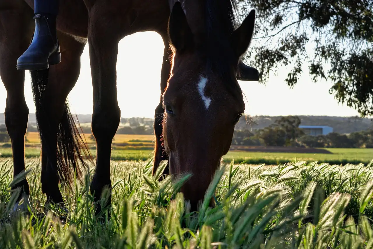 Paard eten: Feiten, mythes en de ethische kant