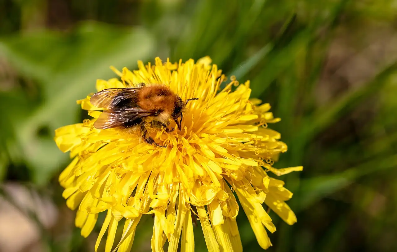 Paardenbloem eten