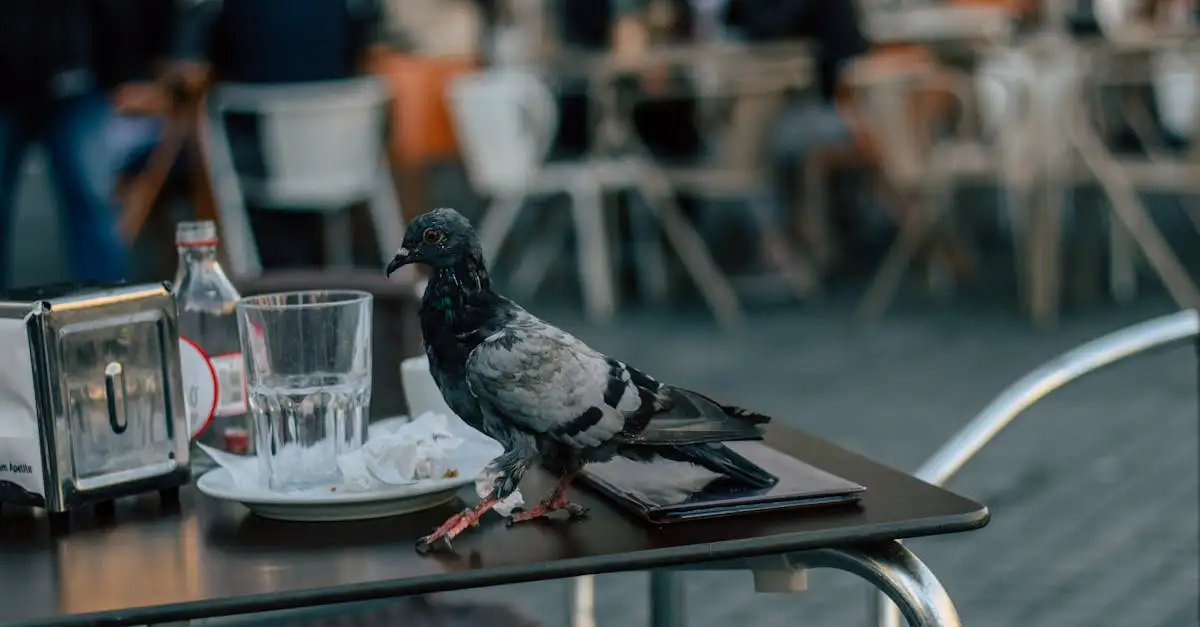 Uit eten met duiven: tips en locaties