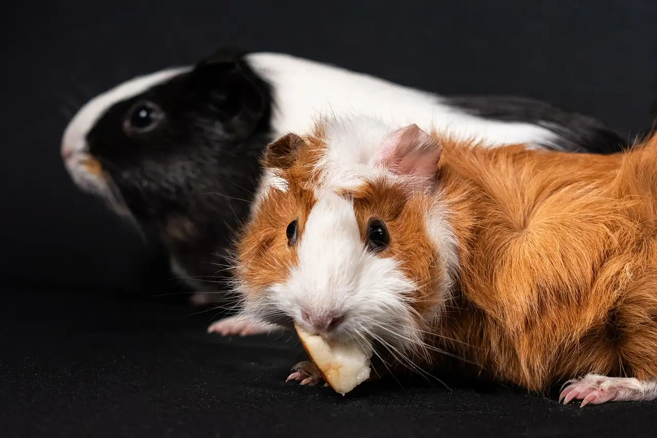 Wat mogen cavia’s niet eten