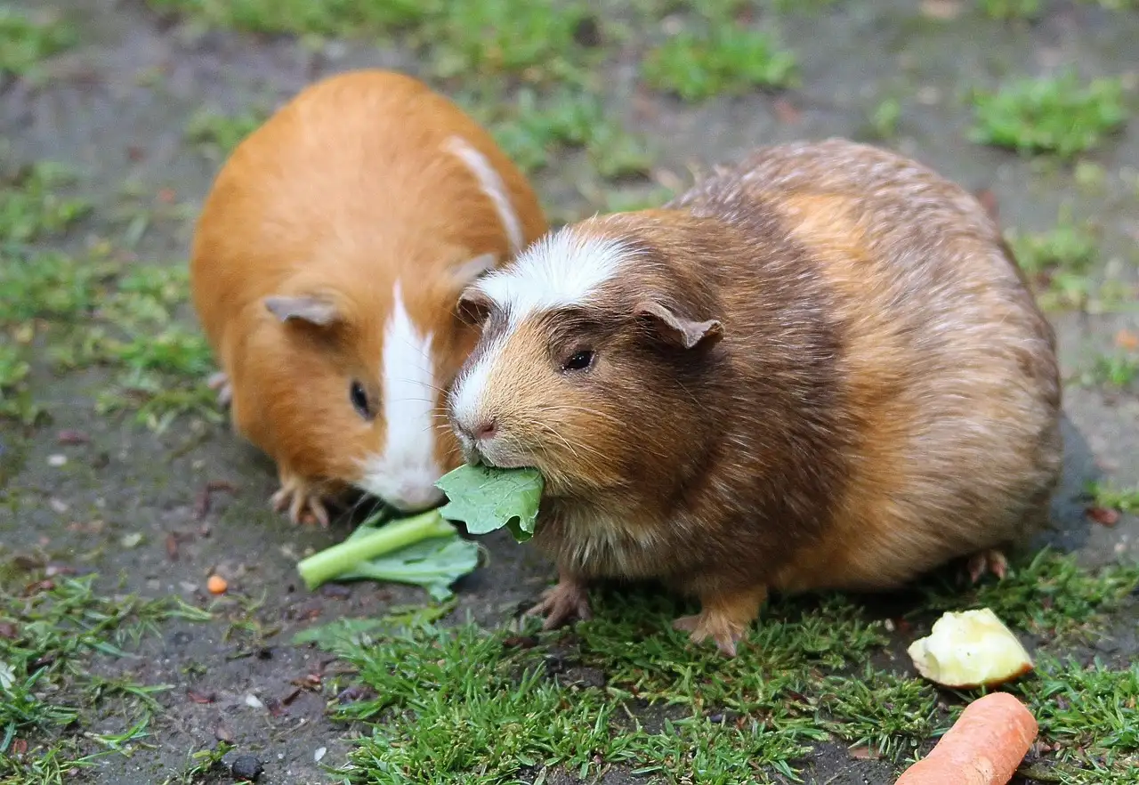 Wat eten cavia’s? De beste voeding voor uw dier