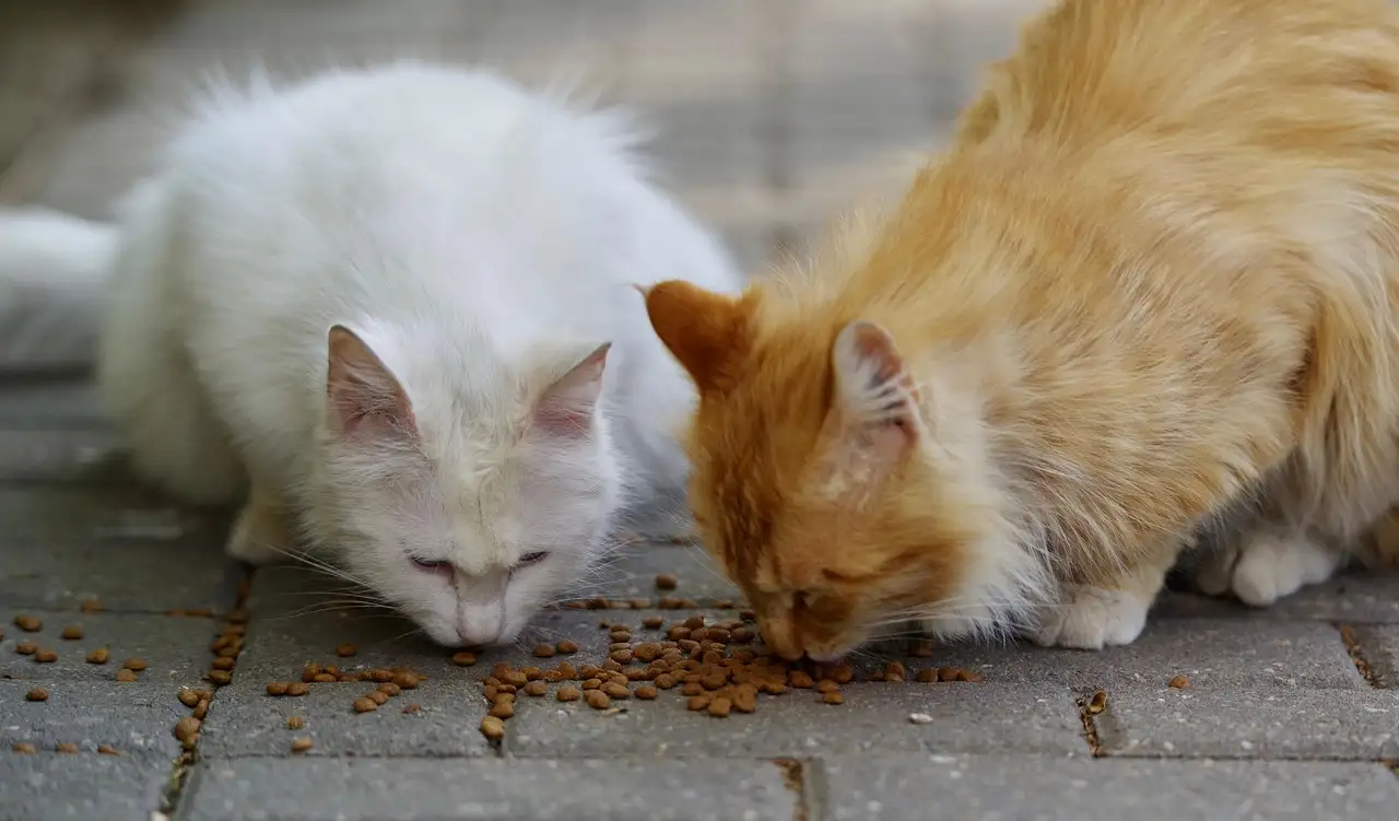 Wat eten katten