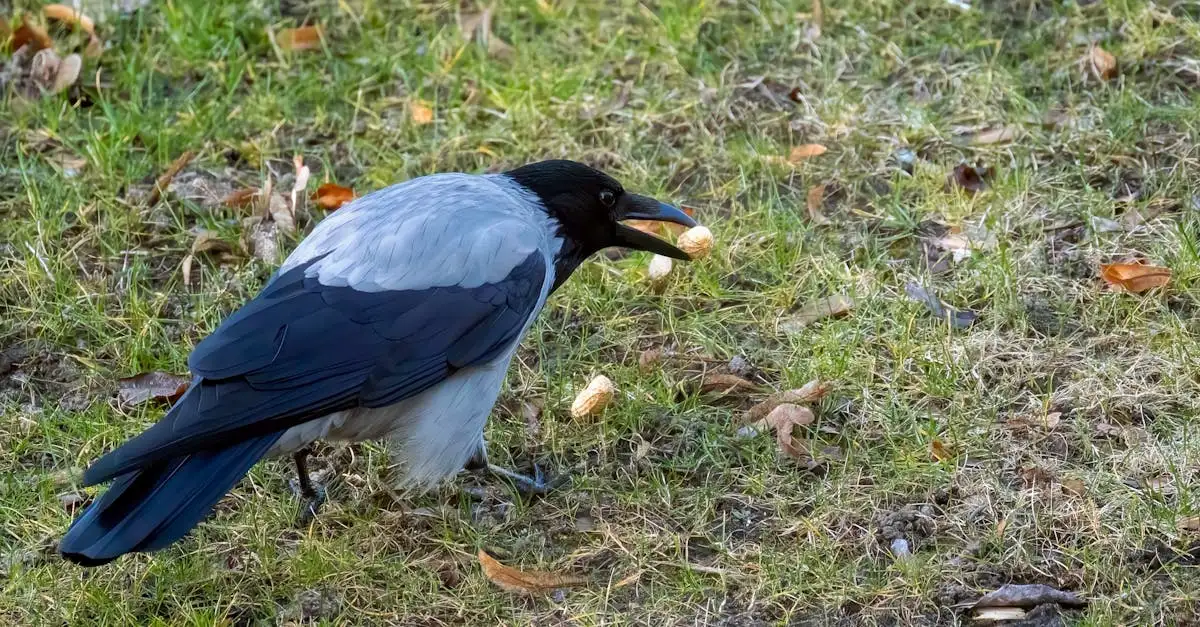 Wat eten kraaien? Ontdek het dieet van deze slimme vogels